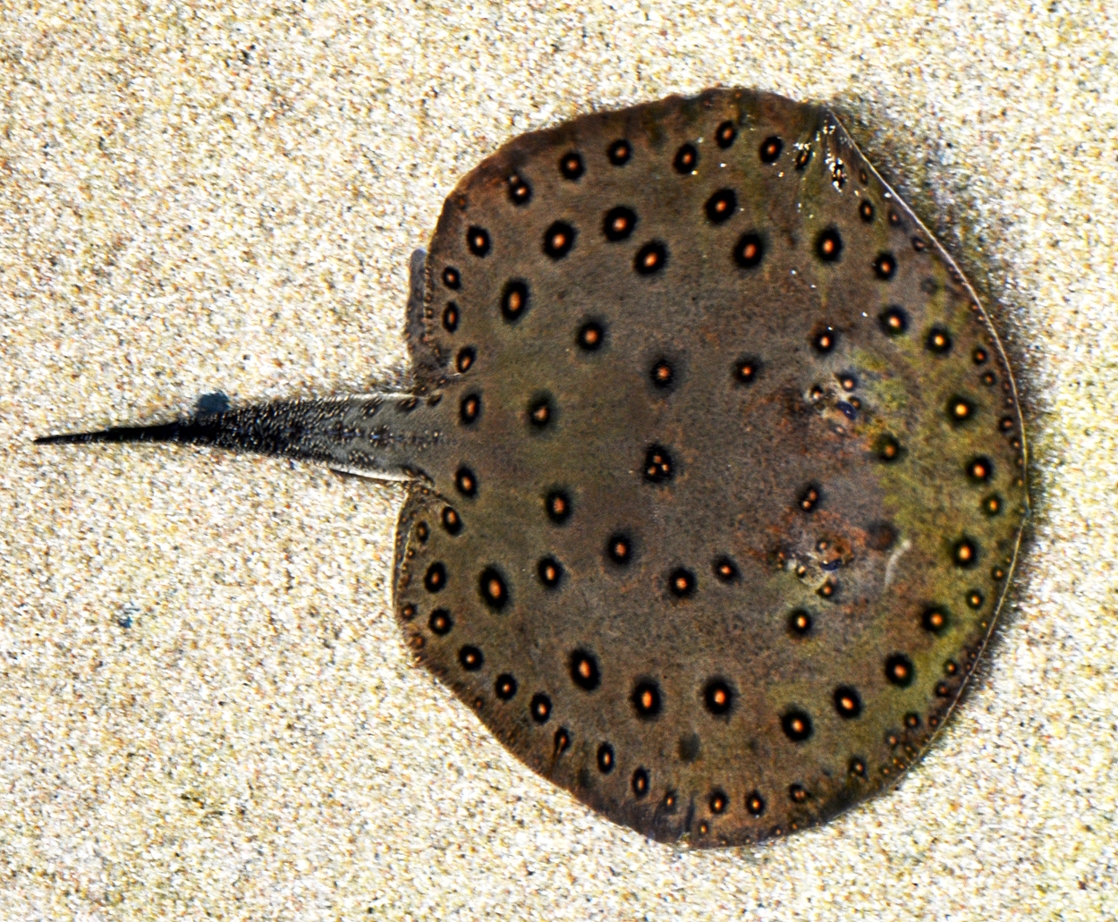 Potamotrygon motoro