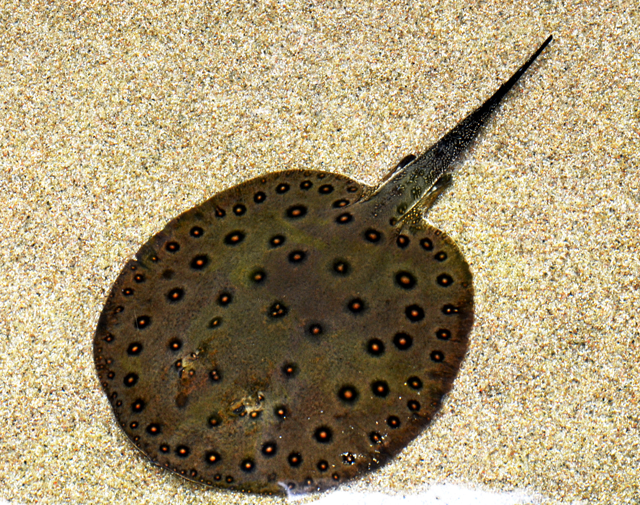Potamotrygon motoro