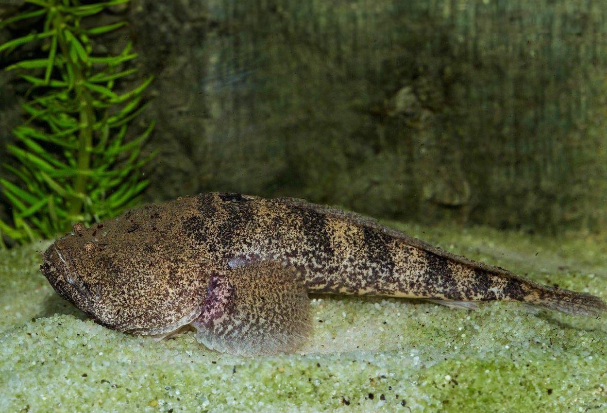 Thalassophryne amazonica