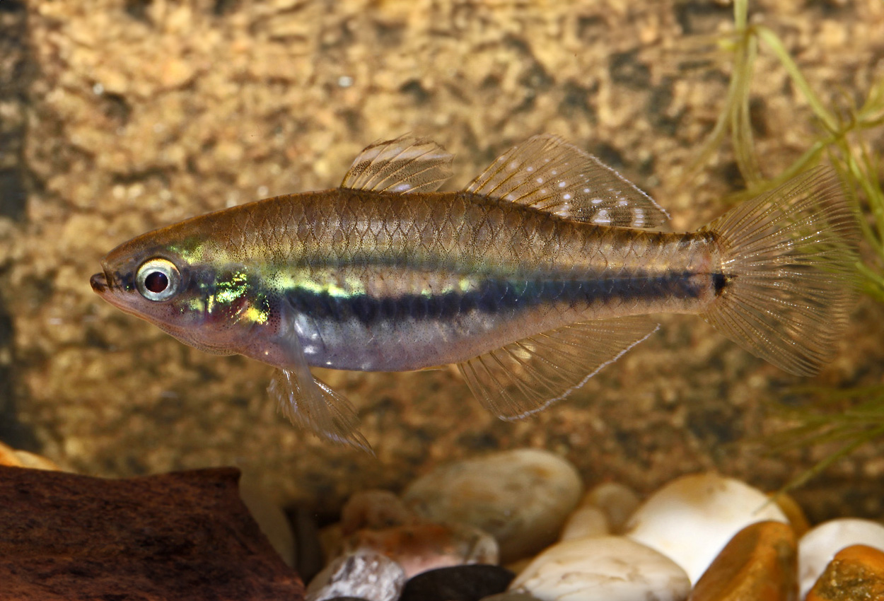 Hypseleotris leuciscus