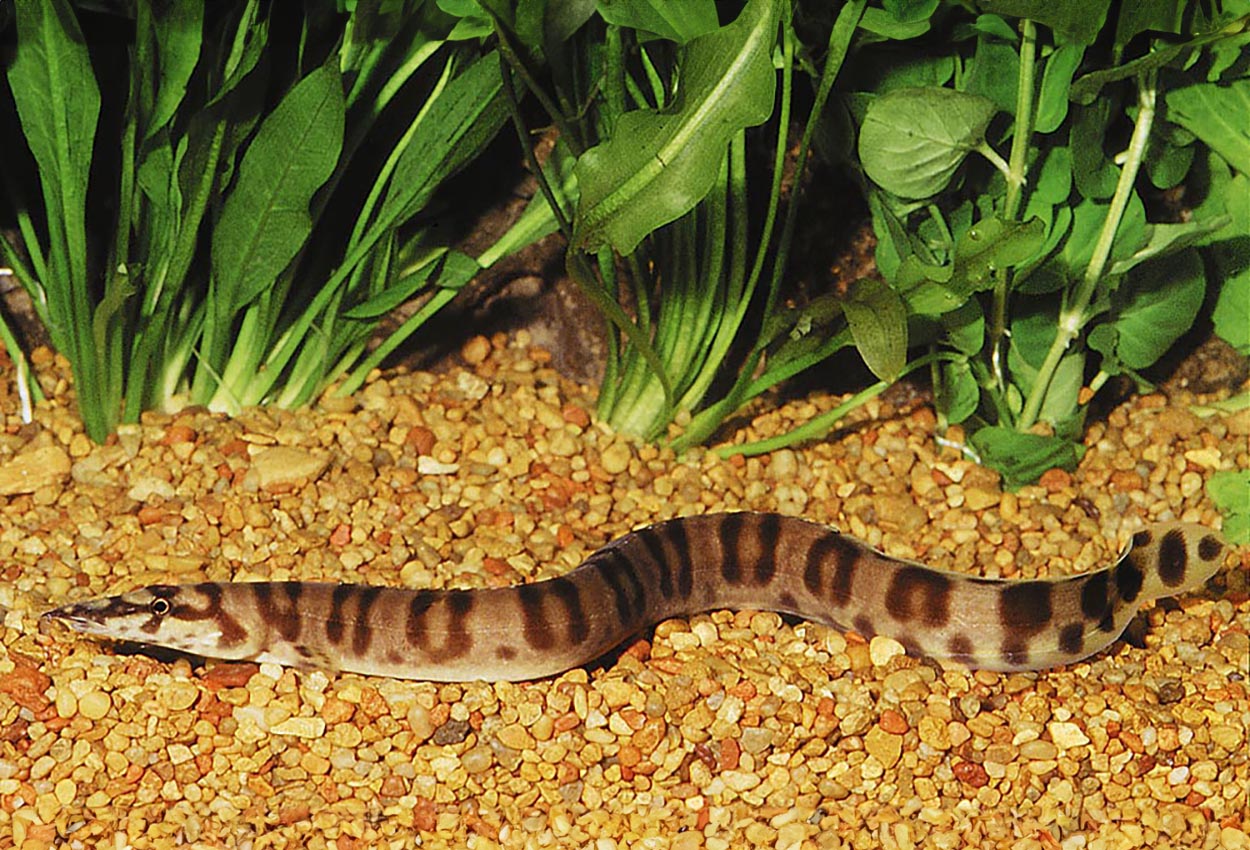 Caecomastacembelus ellipsifer