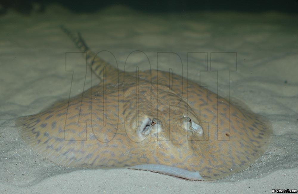 Potamotrygon sp.