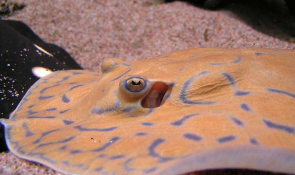 Potamotrygon sp. "mantilla"