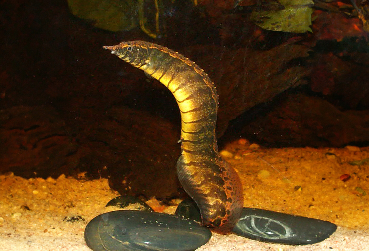Macrognathus circumcinctus