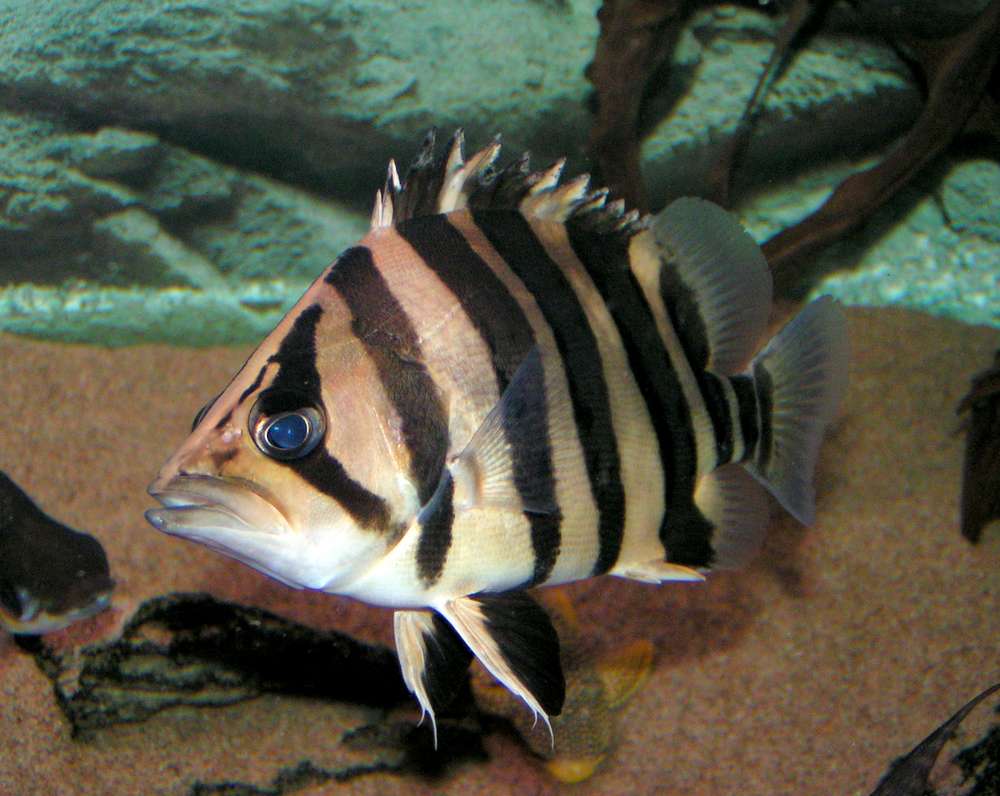 Coius quadrifasciatus