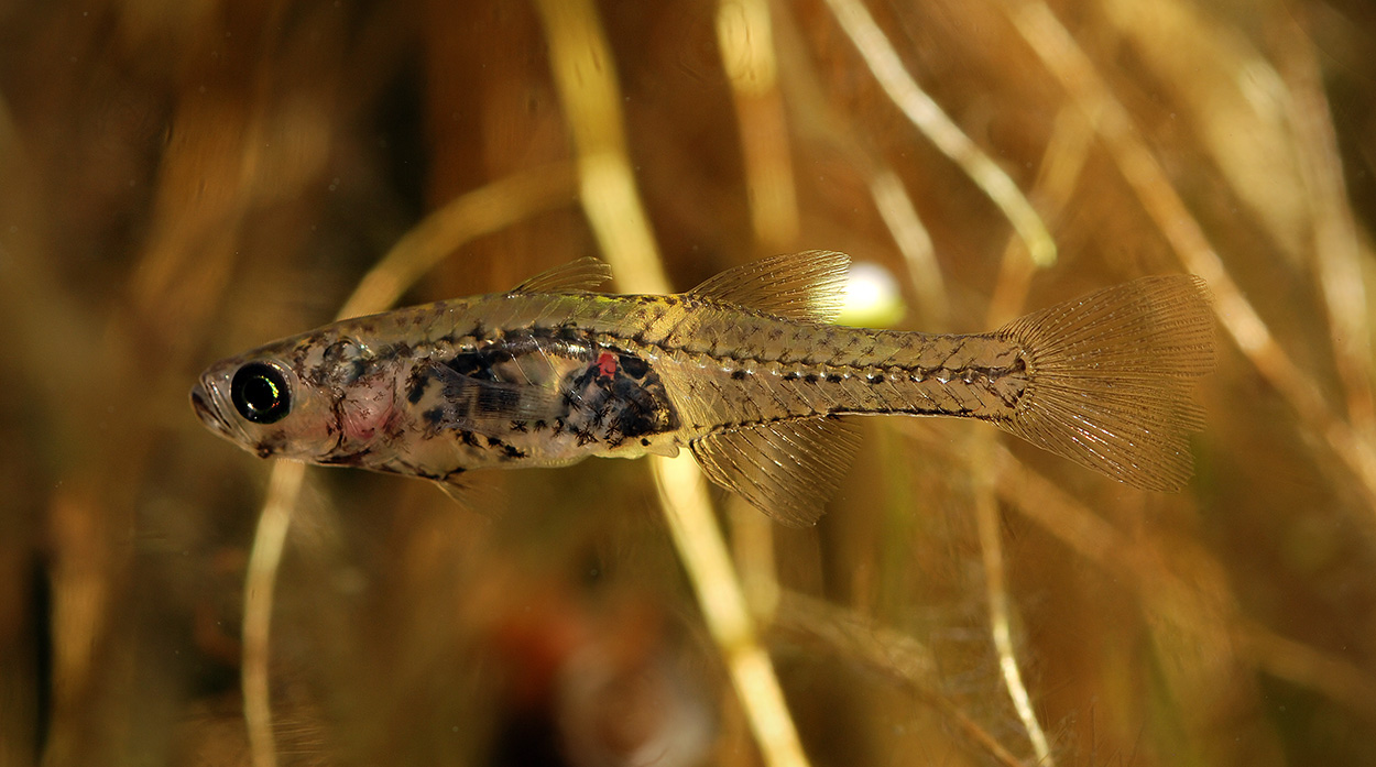 Gobiopterus chuno