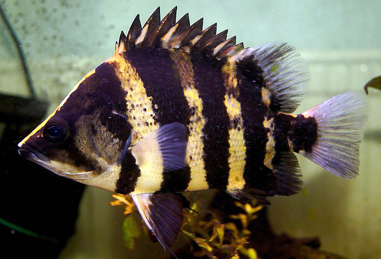 Datnioides campbelli