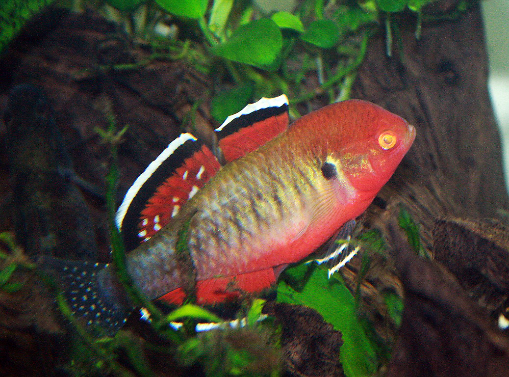 Hypseleotris compressa