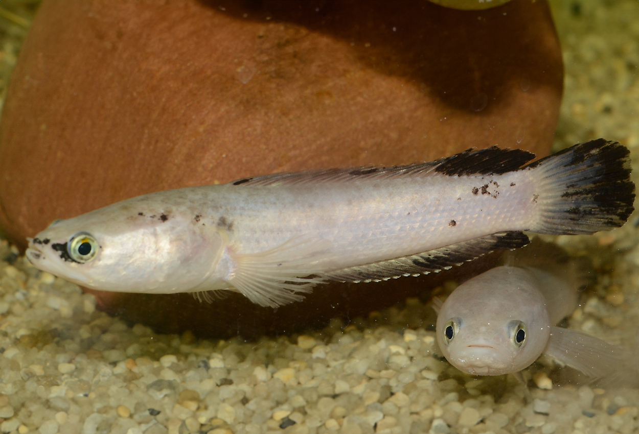Channa sp. 'platinium'