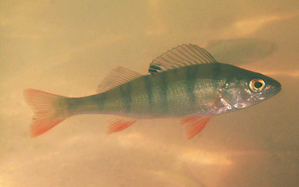 Perca fluviatilis