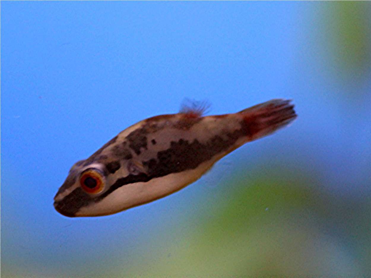 Carinotetraodon irrubesco