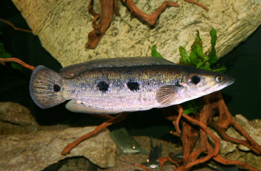Channa pleurophthalmus