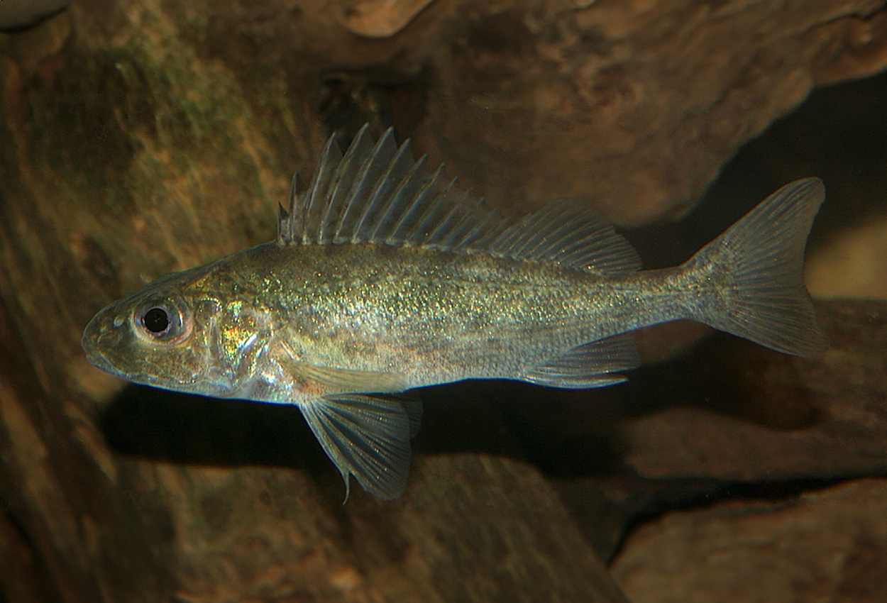 Gymnocephalus cernuus
