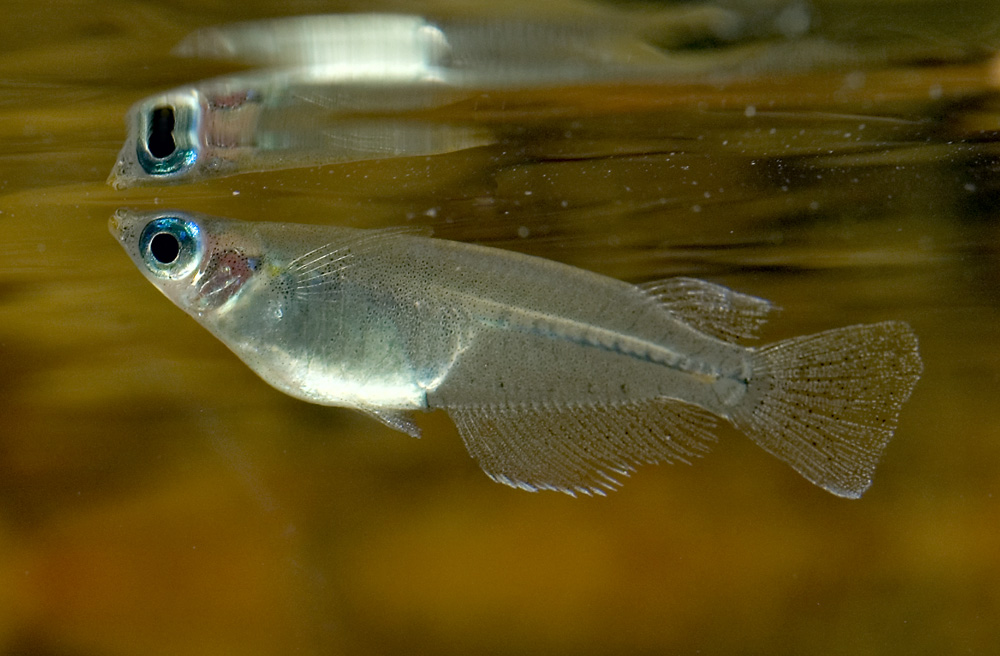 Oryzias javanicus