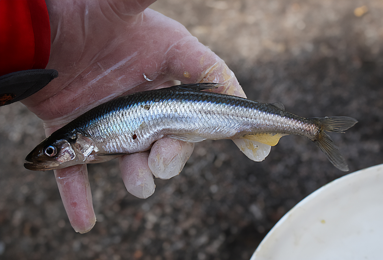 Osmerus eperlanus