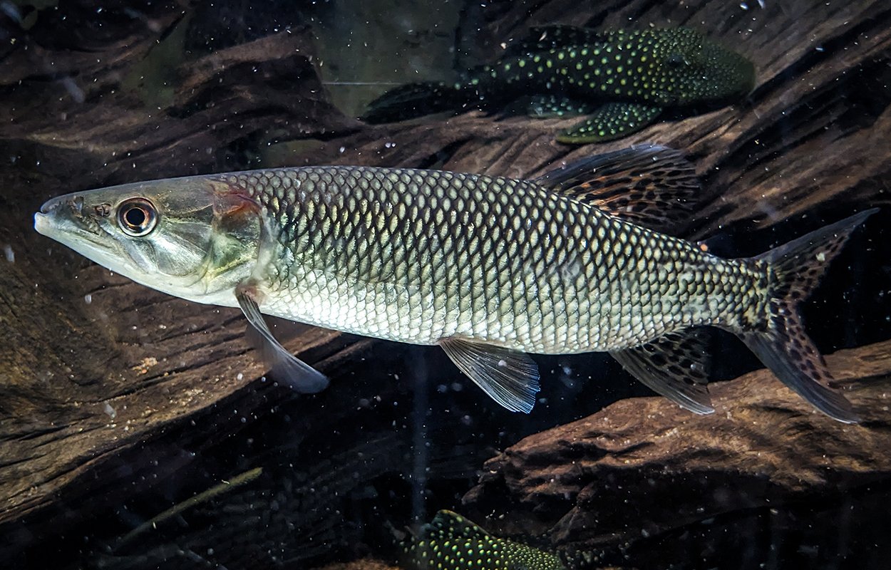 Hepsetus odoe