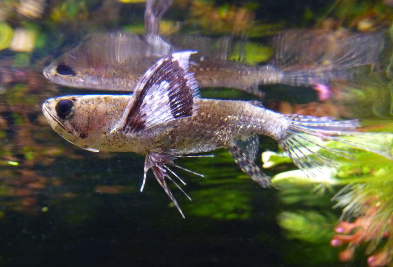 Pantodon buchholzi