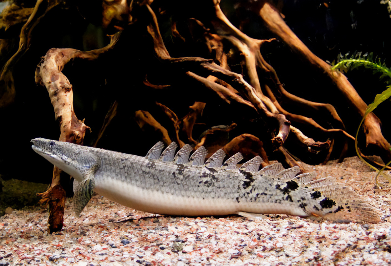Polypterus delhezi