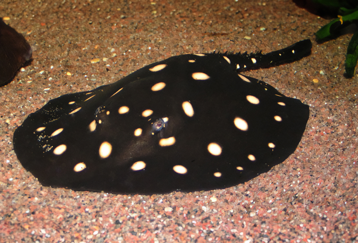 Potamotrygon leopoldi