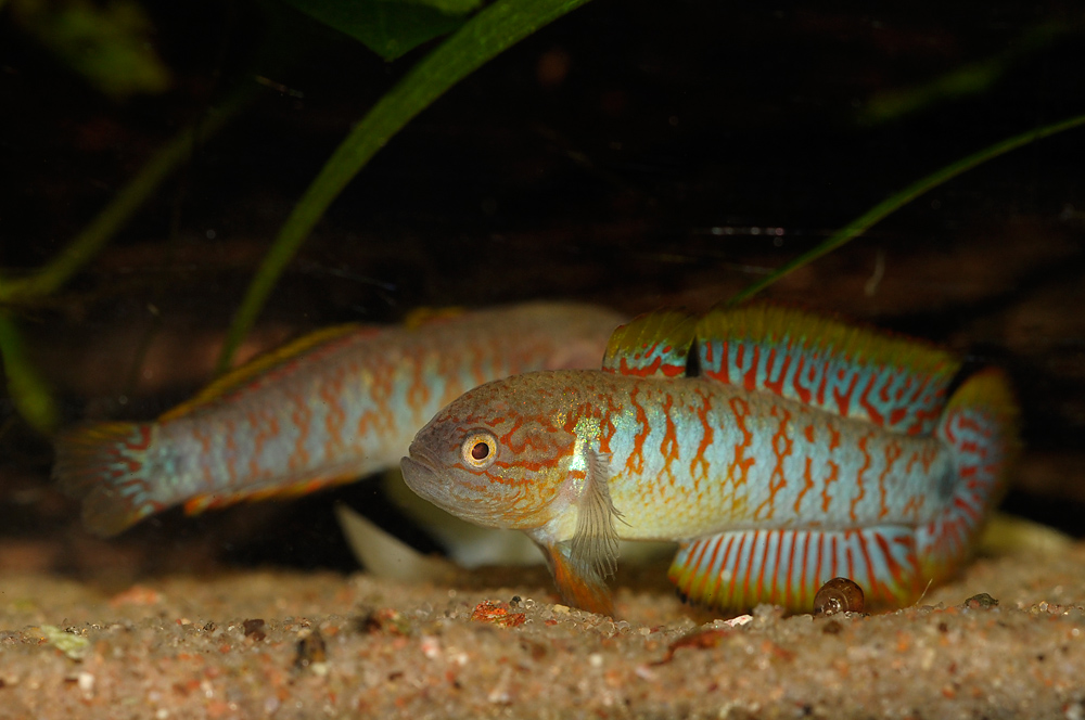 Tateurndina ocellicauda