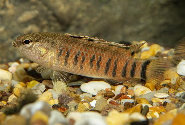 Tiger Badis