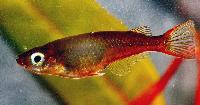 Oryzias wolasi