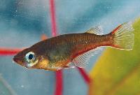 Oryzias wolasi