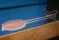 Plesiotrygon iwamae
