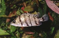Coius quadrifasciatus
