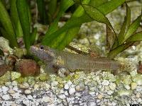 Rhinogobius duospilus (hona)