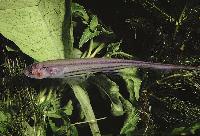 Eigenmannia virescens