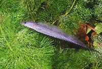 Gymnarchus niloticus