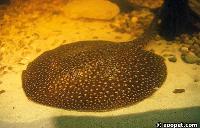 Potamotrygon sp.