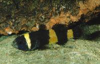 Brachygobius xanthozona