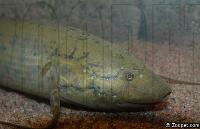 Protopterus annectens