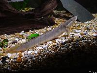 Polypterus senegalus