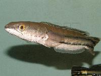 Channa micropeltes