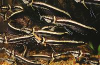 Osteoglossum ferreirai