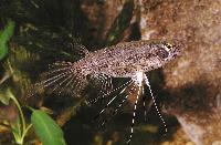 Pantodon buchholzi