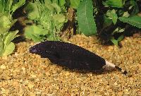 Apteronotus albifrons