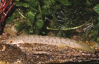 Polypterus retropinnis