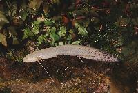 Protopterus annectens