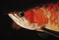 Scleropages formosus