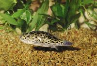 Grönfläckig kulfisk