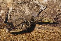 Tetraodon mbu