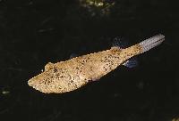 Tetraodon miurus