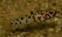 Mugilogobius adeida