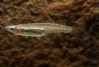 Oryzias songkhramensis