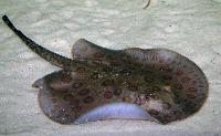Potamotrygon motoro, blue Peru