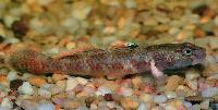 Rhinogobius sp.